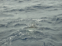 Tenerife 2005 2 77